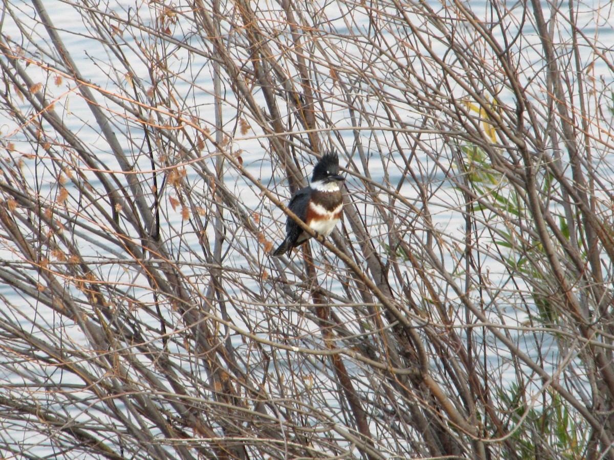 Belted Kingfisher - ML112655281