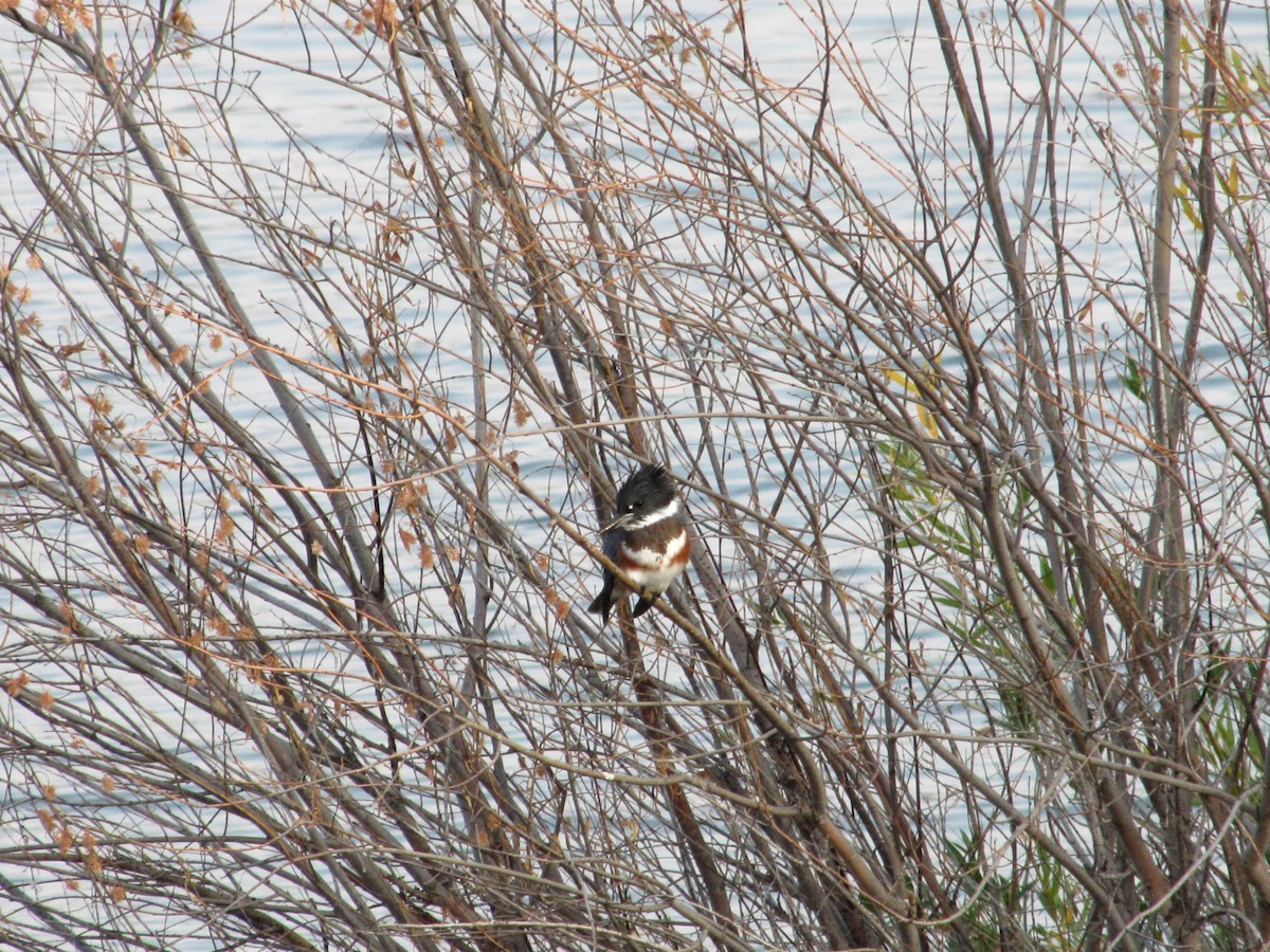 Belted Kingfisher - ML112655291
