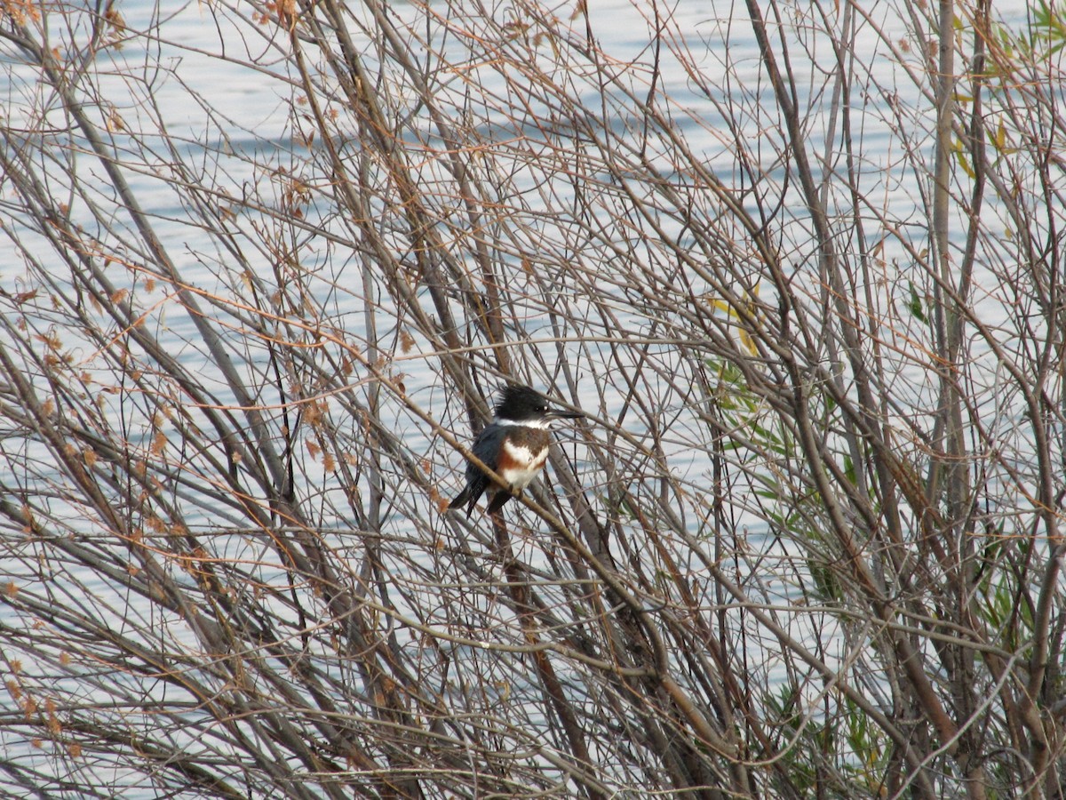 Belted Kingfisher - ML112655301