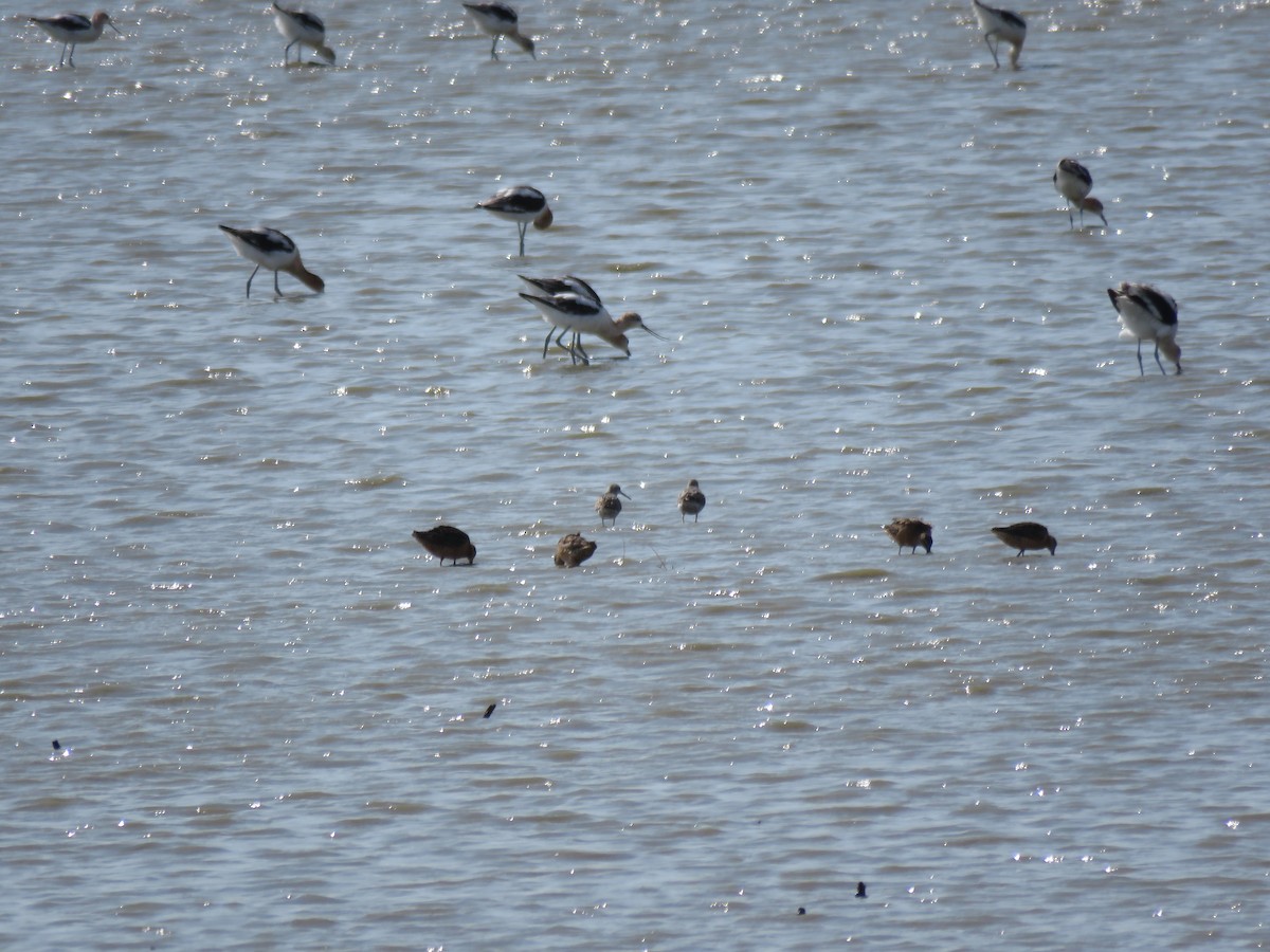 Long-billed Dowitcher - ML112656111