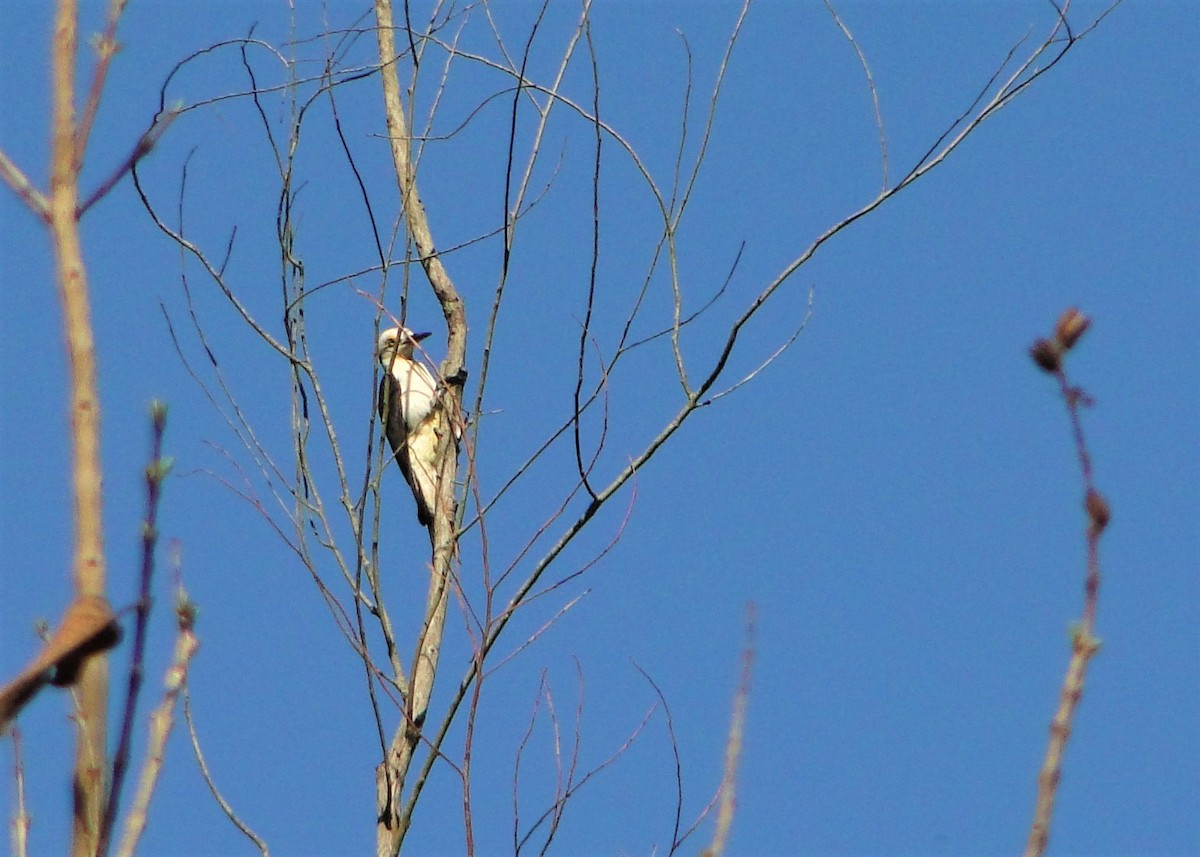 White Woodpecker - ML112656981