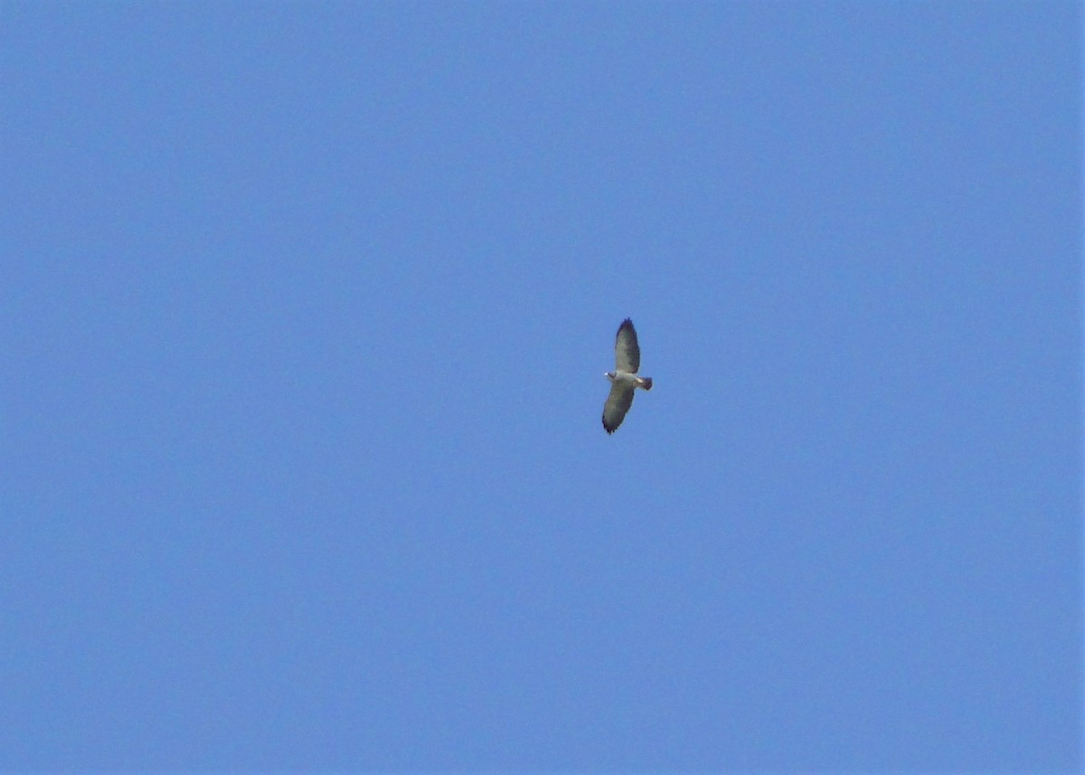 Short-tailed Hawk - ML112656991