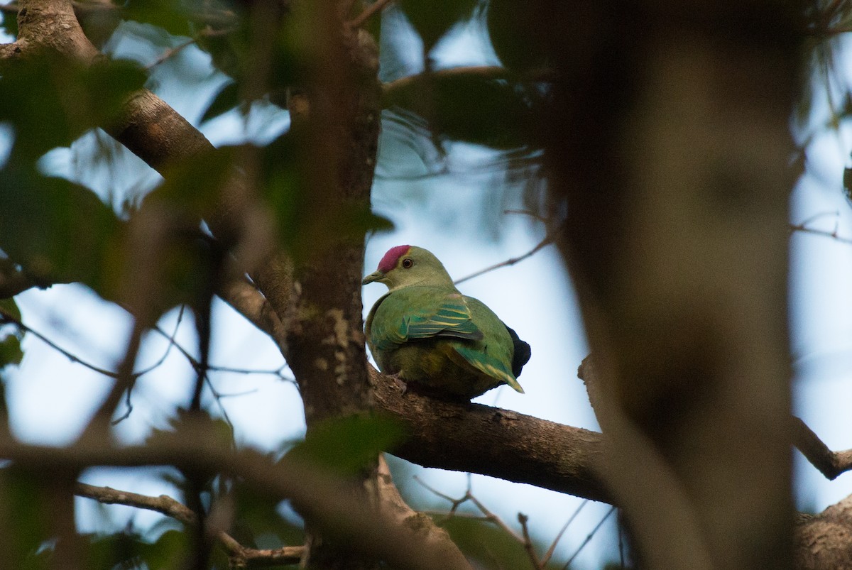 Red-bellied Fruit-Dove - ML112657981