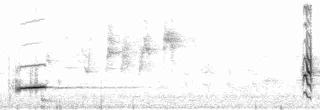 Flötenstärling (auricollis) - ML112659