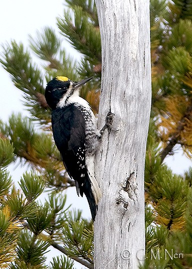 Black-backed Woodpecker - Chris Neri