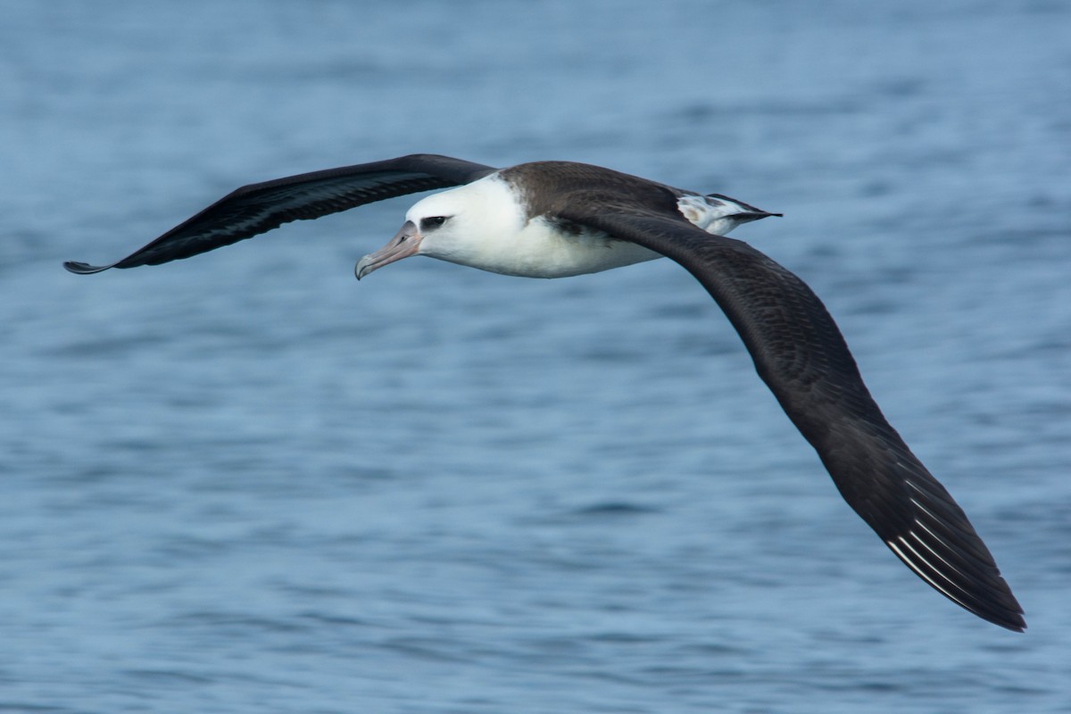 Laysan Albatross - Joshua Little