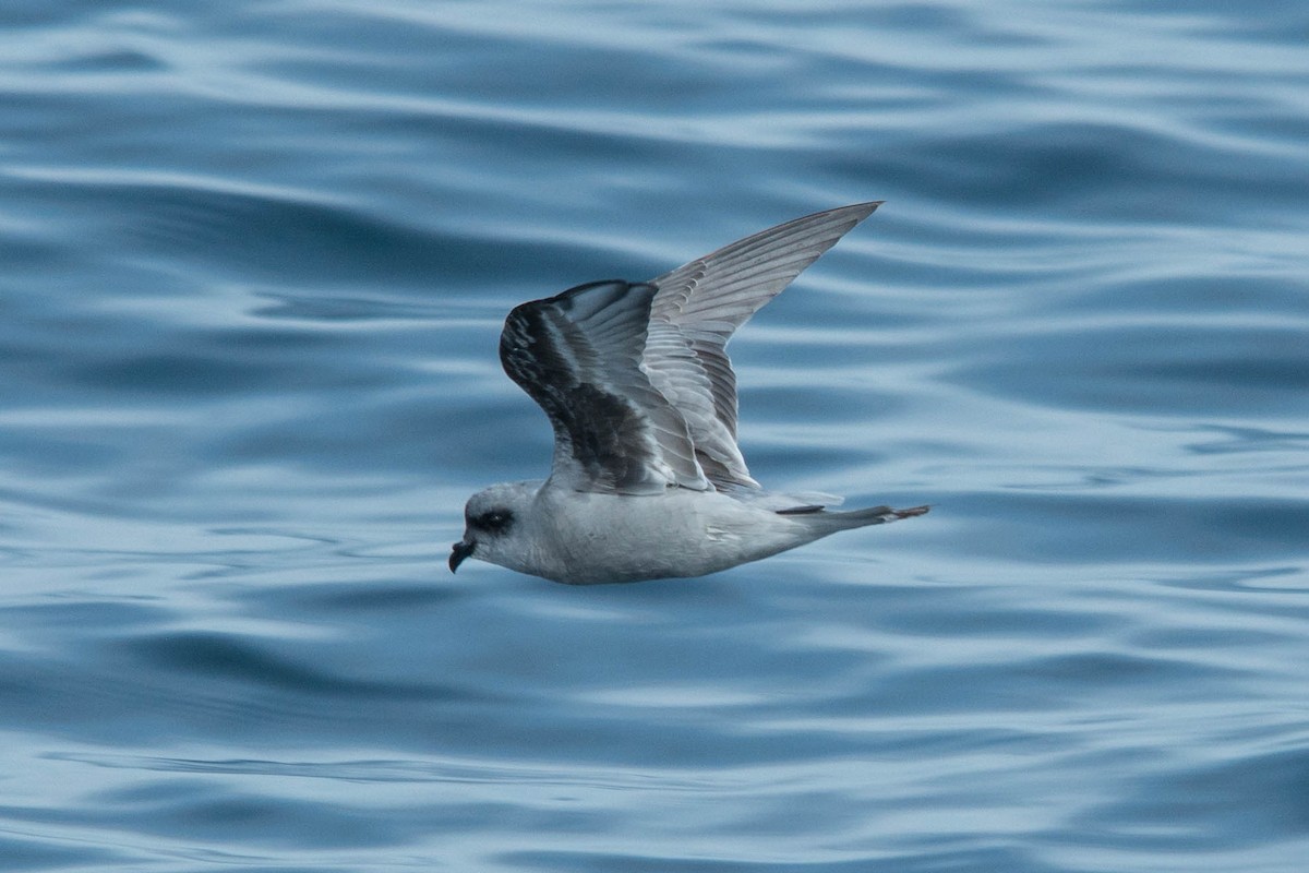 Fork-tailed Storm-Petrel - ML112660061