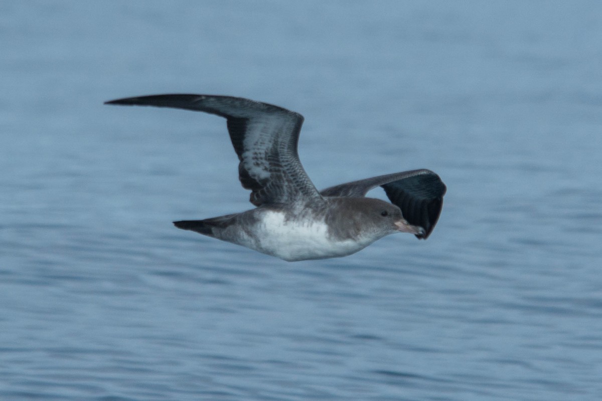Pink-footed Shearwater - ML112660141