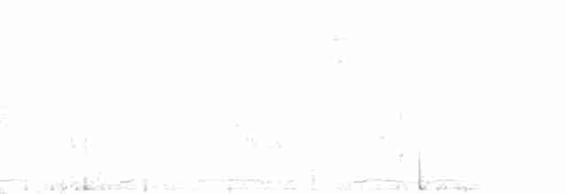 Flötenstärling (auricollis) - ML112661