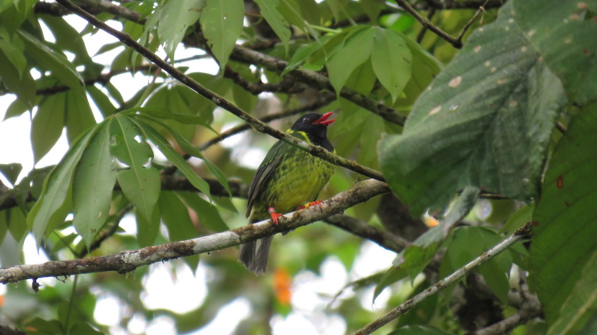 Green-and-black Fruiteater - ML112661461