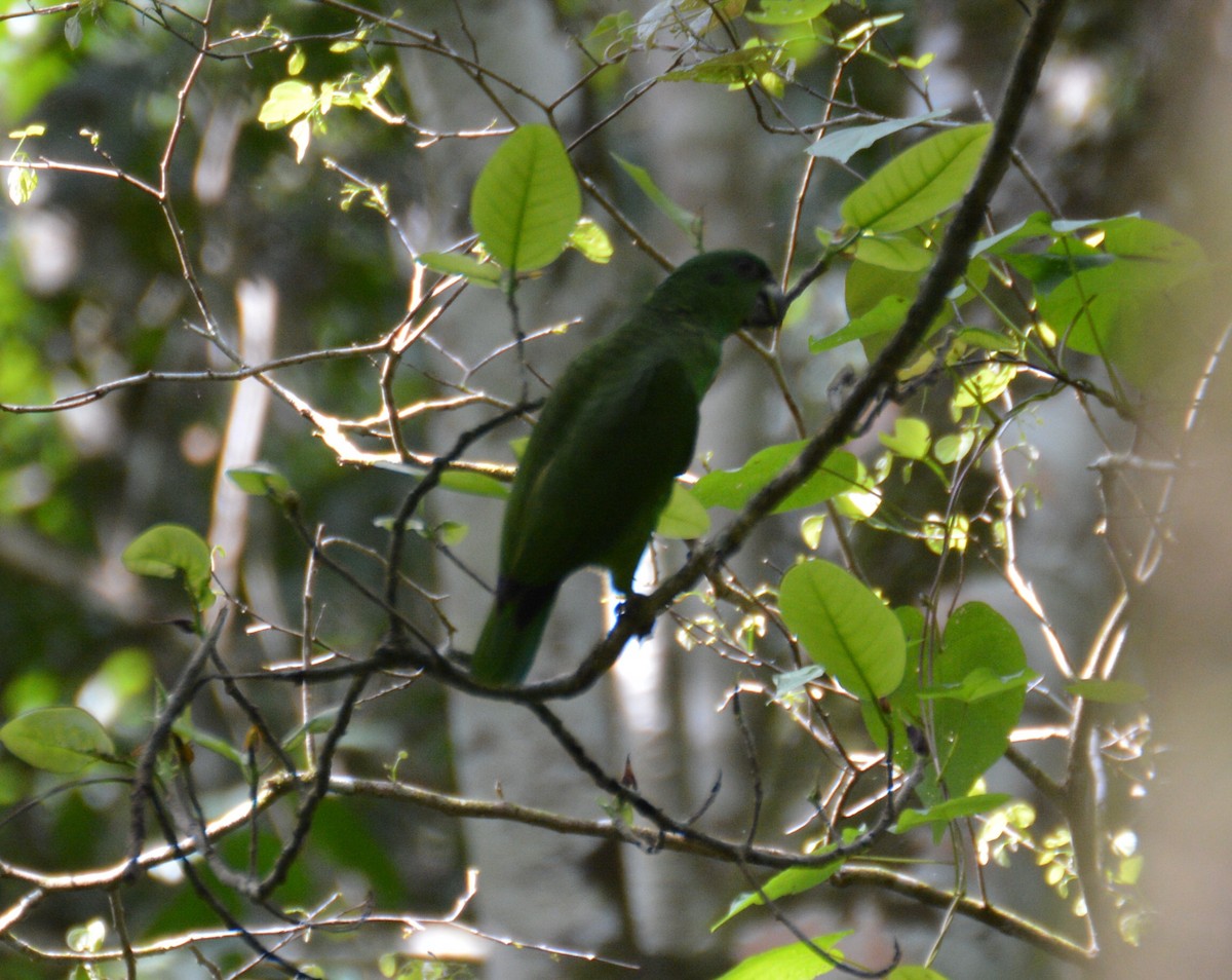 Amazona Jamaicana Piquioscura - ML112662181