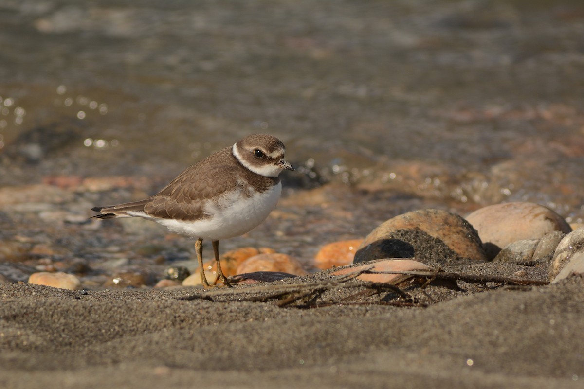 Semipalmated Plover - ML112662731