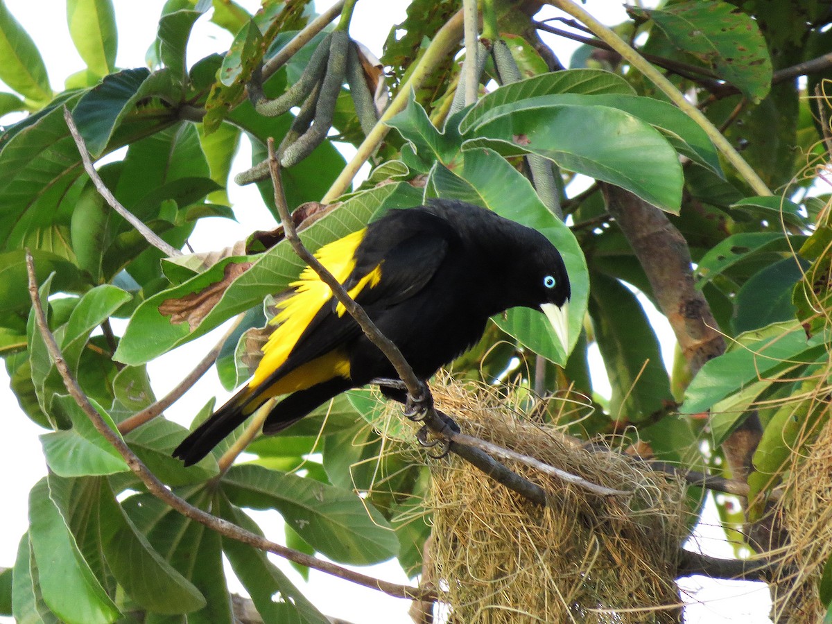 Yellow-rumped Cacique - ML112663851
