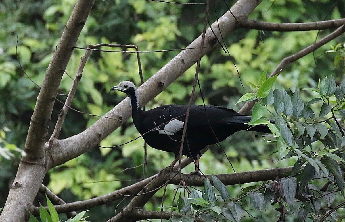 White-throated Piping-Guan - Sandy Vorpahl