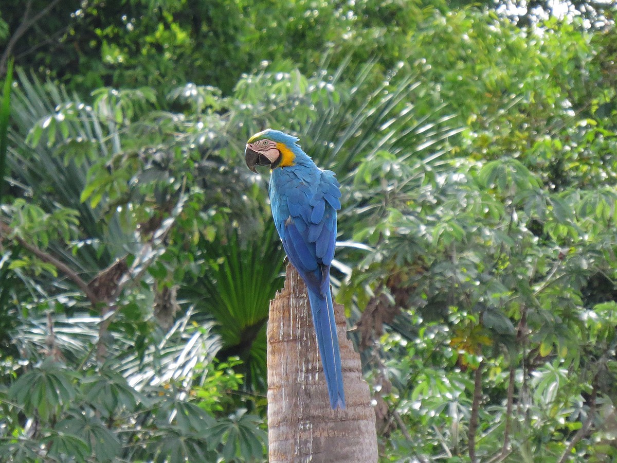 Blue-and-yellow Macaw - ML112664861