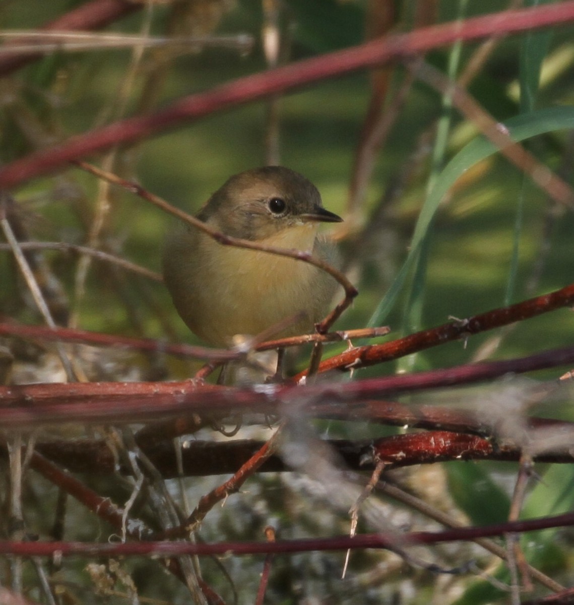 Common Yellowthroat - Don Coons