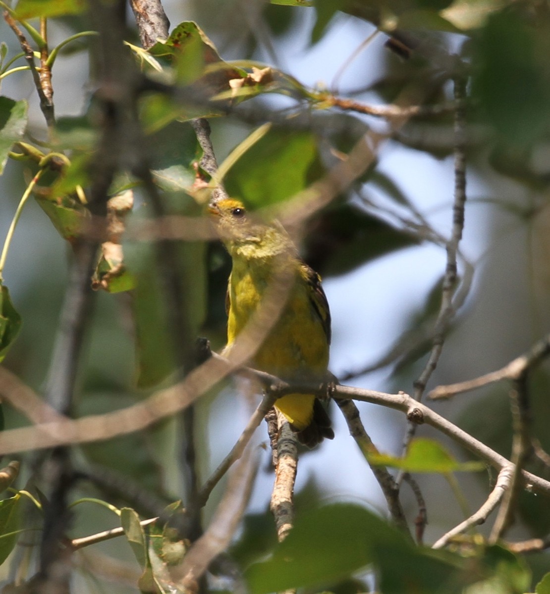 Western Tanager - Don Coons
