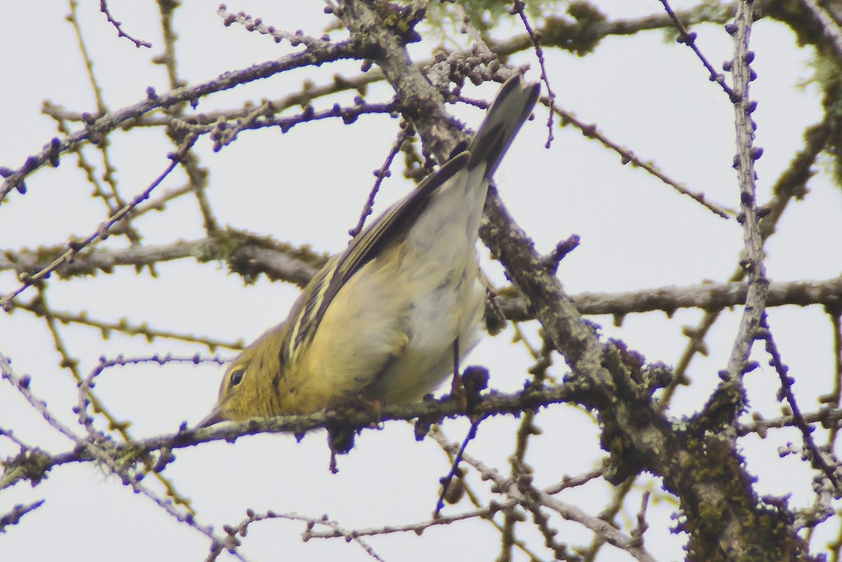Blackpoll Warbler - thomas berriman