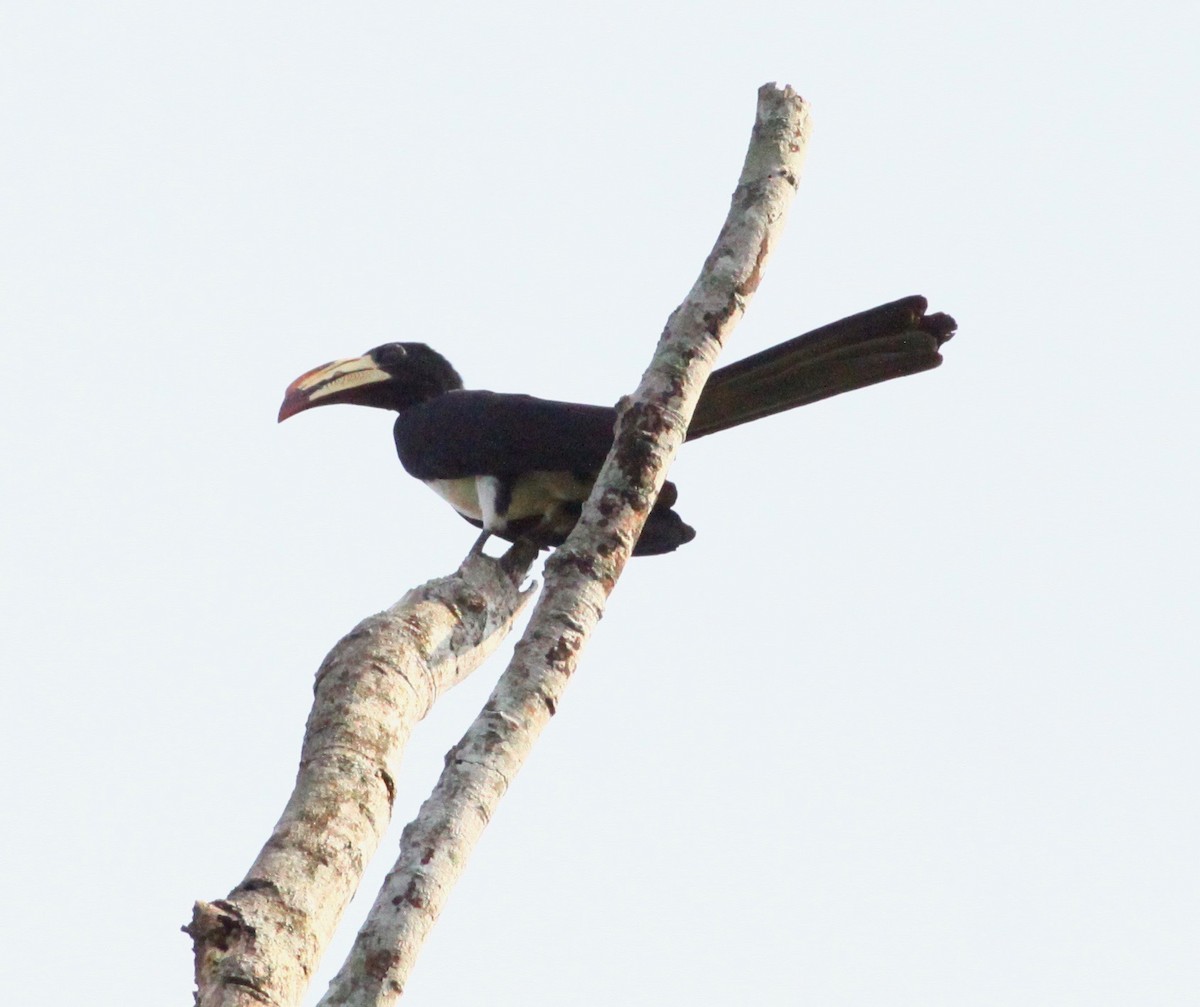Congo Pied Hornbill - Roger Clark