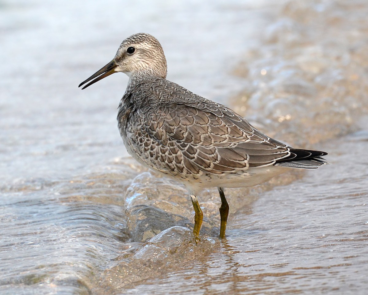 Red Knot - ML112668421