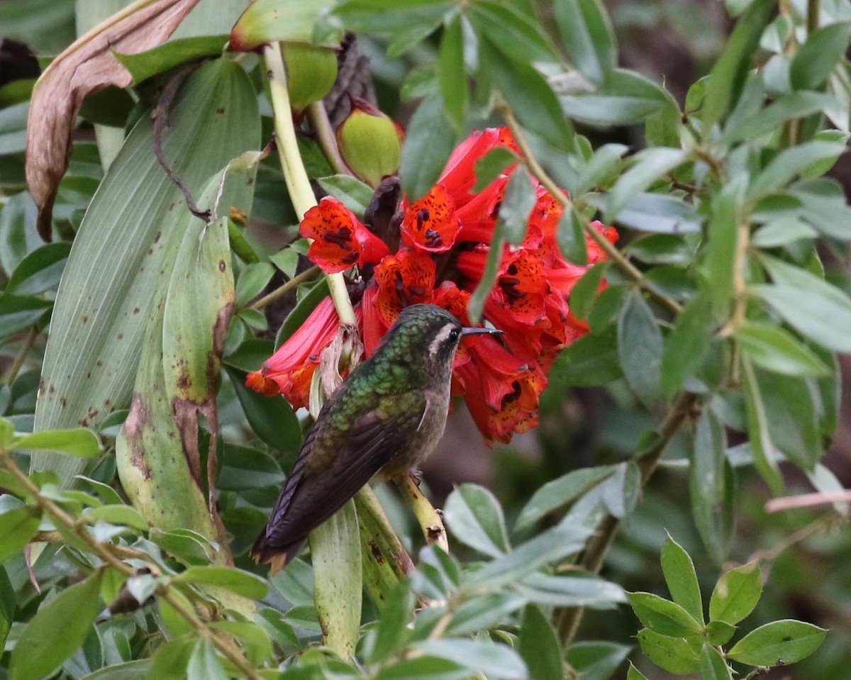 Speckled Hummingbird - ML112671121