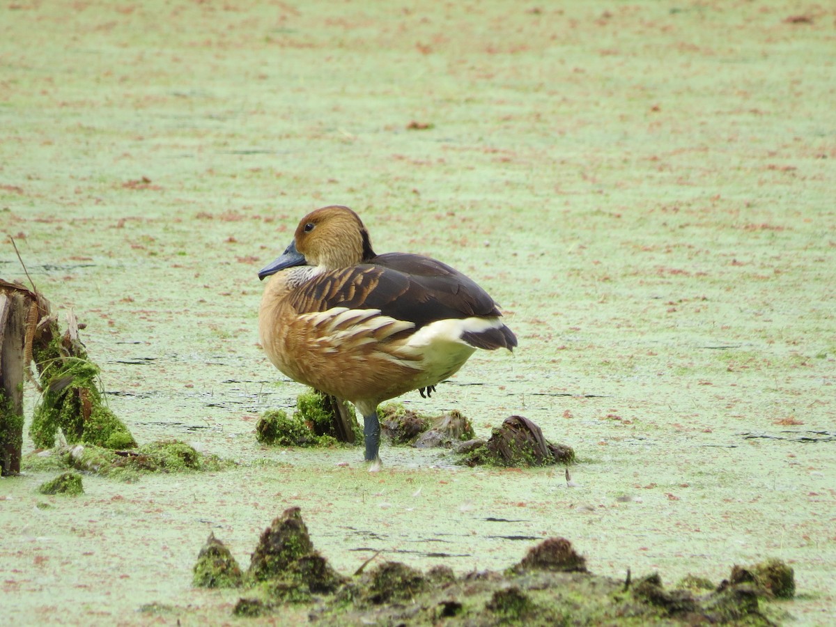 Fulvous Whistling-Duck - ML112672191