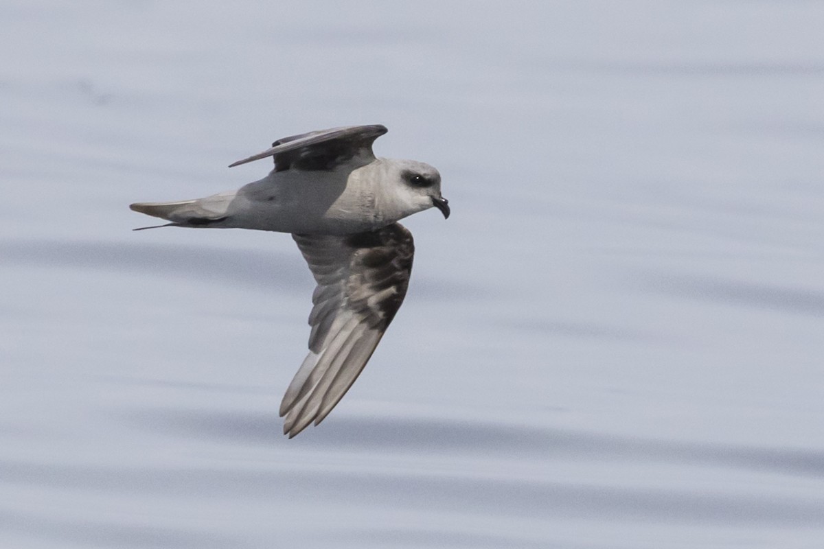 Fork-tailed Storm-Petrel - ML112674031