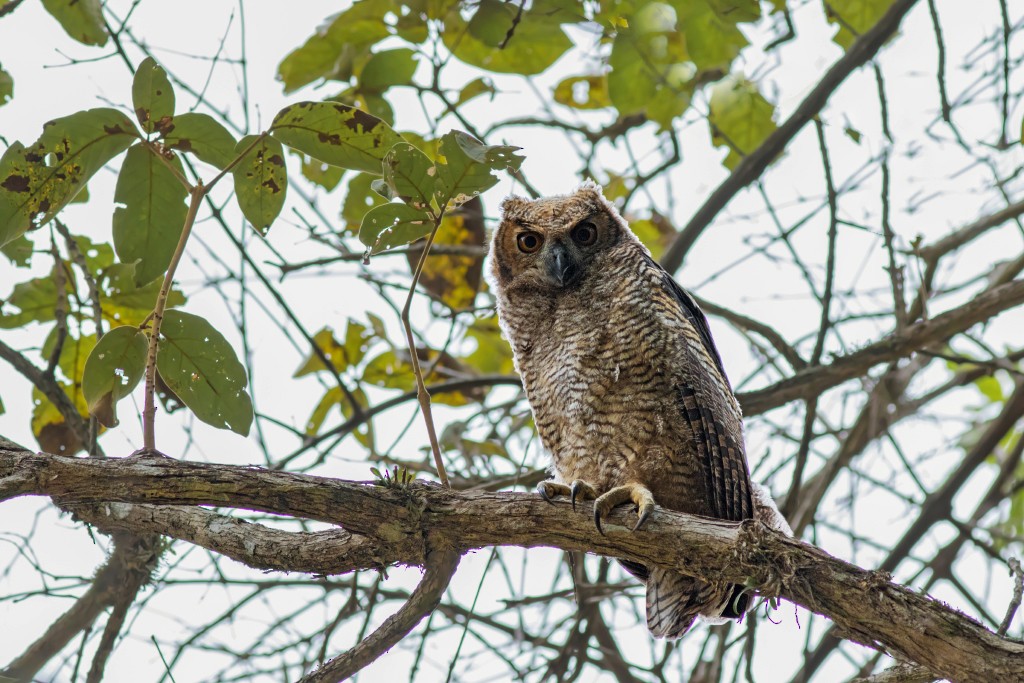 Great Horned Owl - ML112674081
