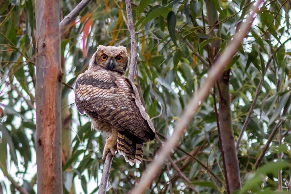 Great Horned Owl - ML112674111