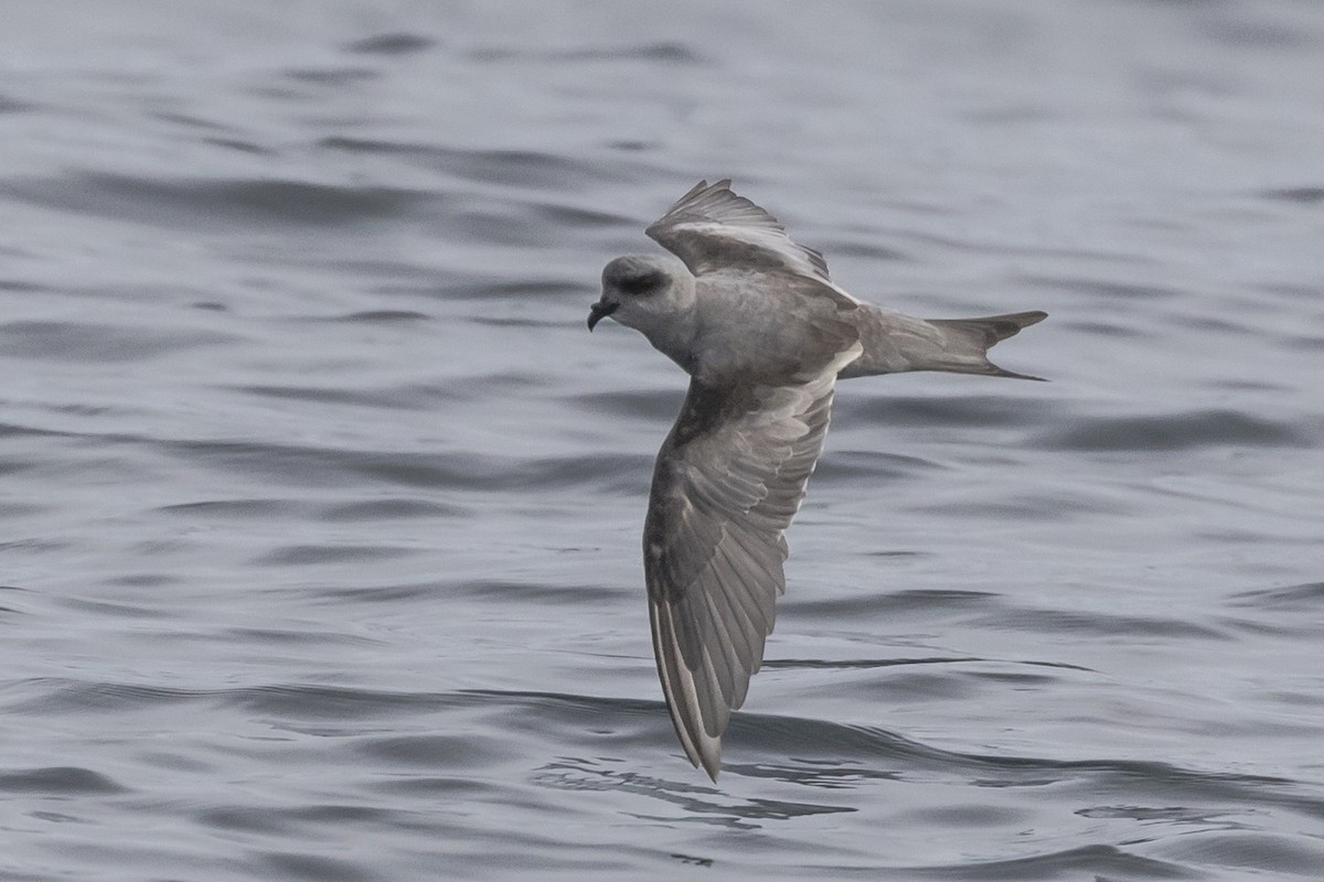 Fork-tailed Storm-Petrel - ML112674121