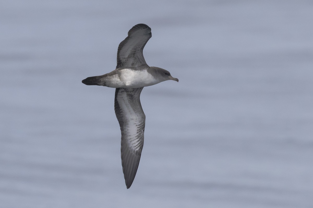Pink-footed Shearwater - ML112674381