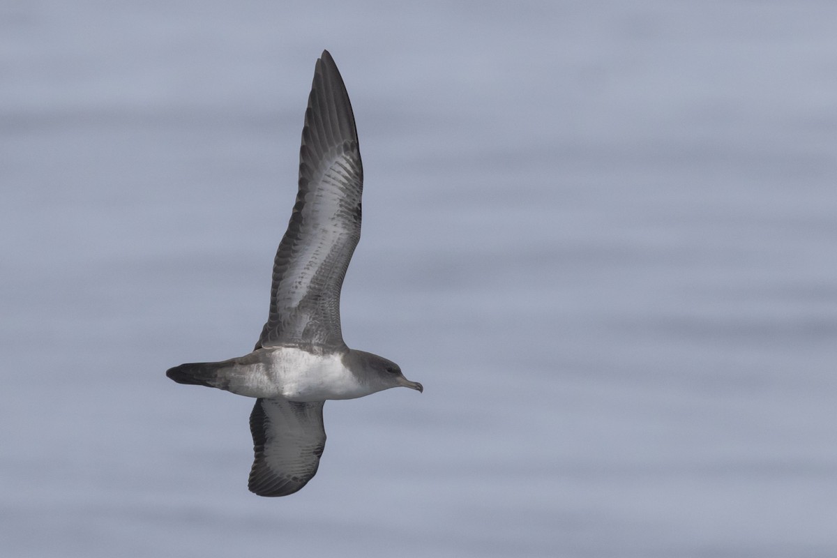 Pink-footed Shearwater - ML112674411