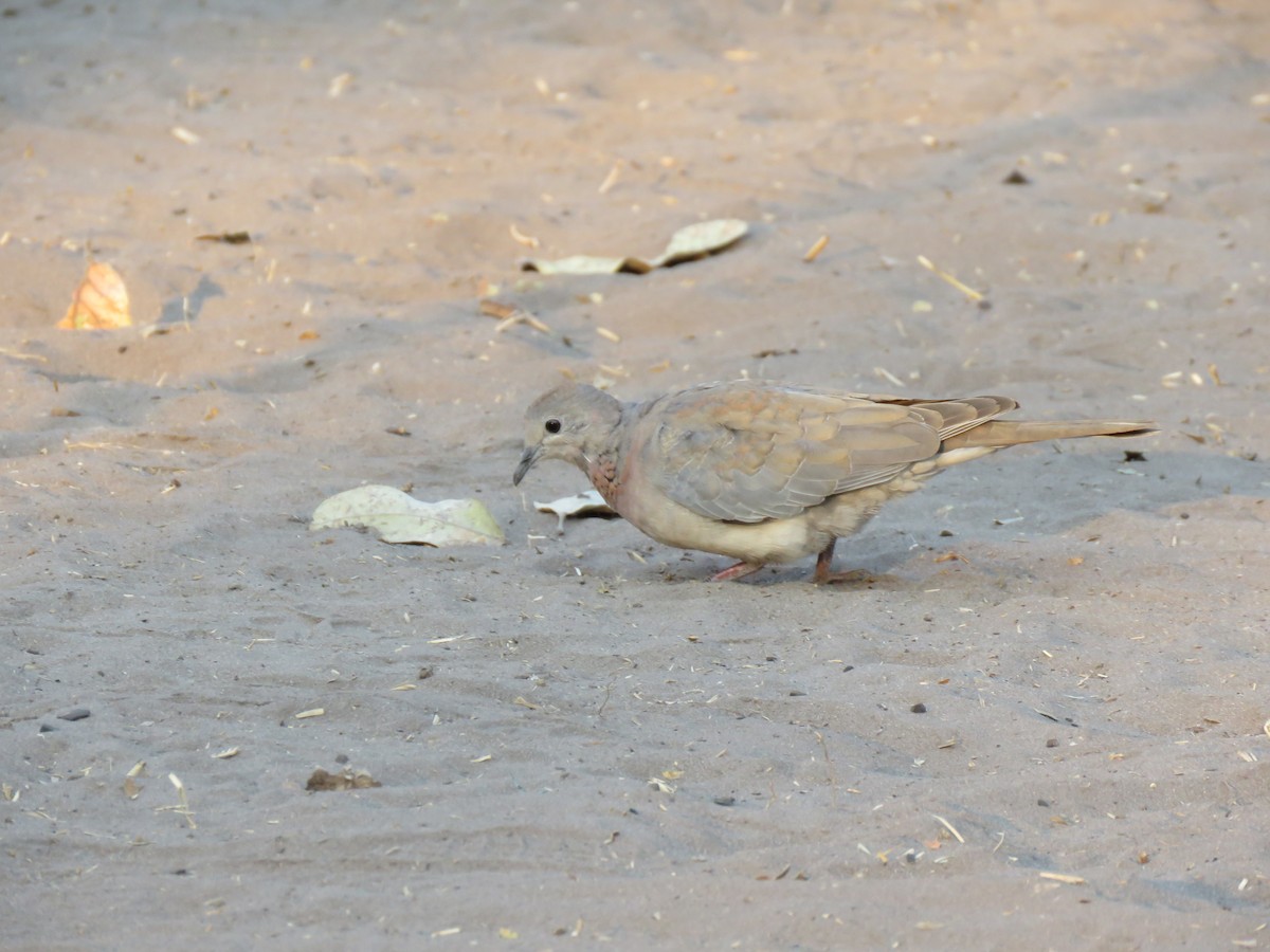 Laughing Dove - ML112678971