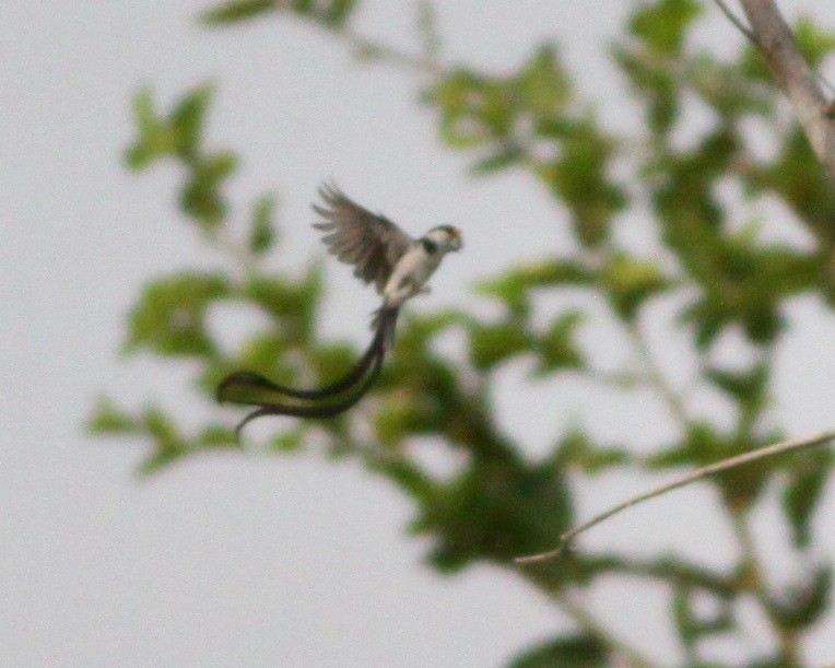 Pin-tailed Whydah - ML112679011