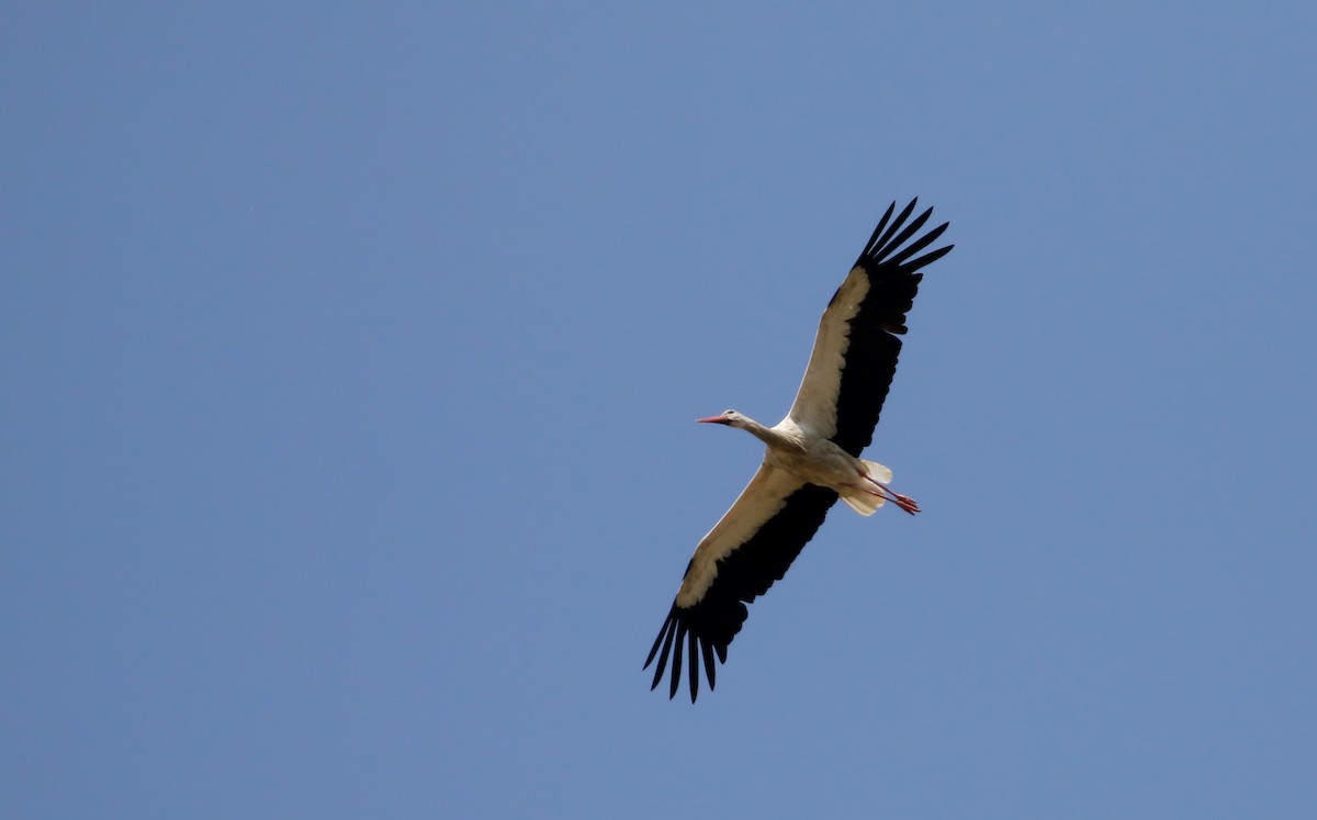 White Stork - ML112680111