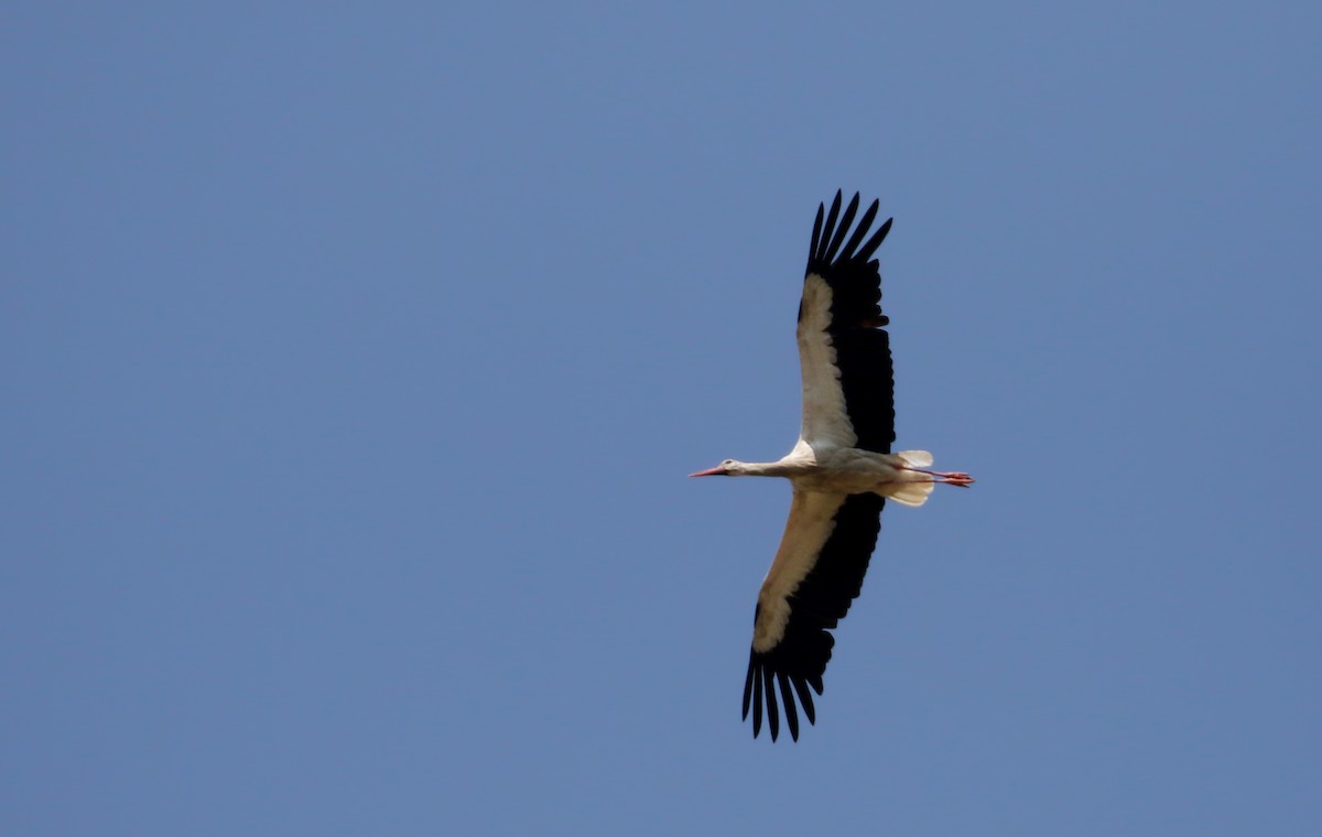 White Stork - ML112680121