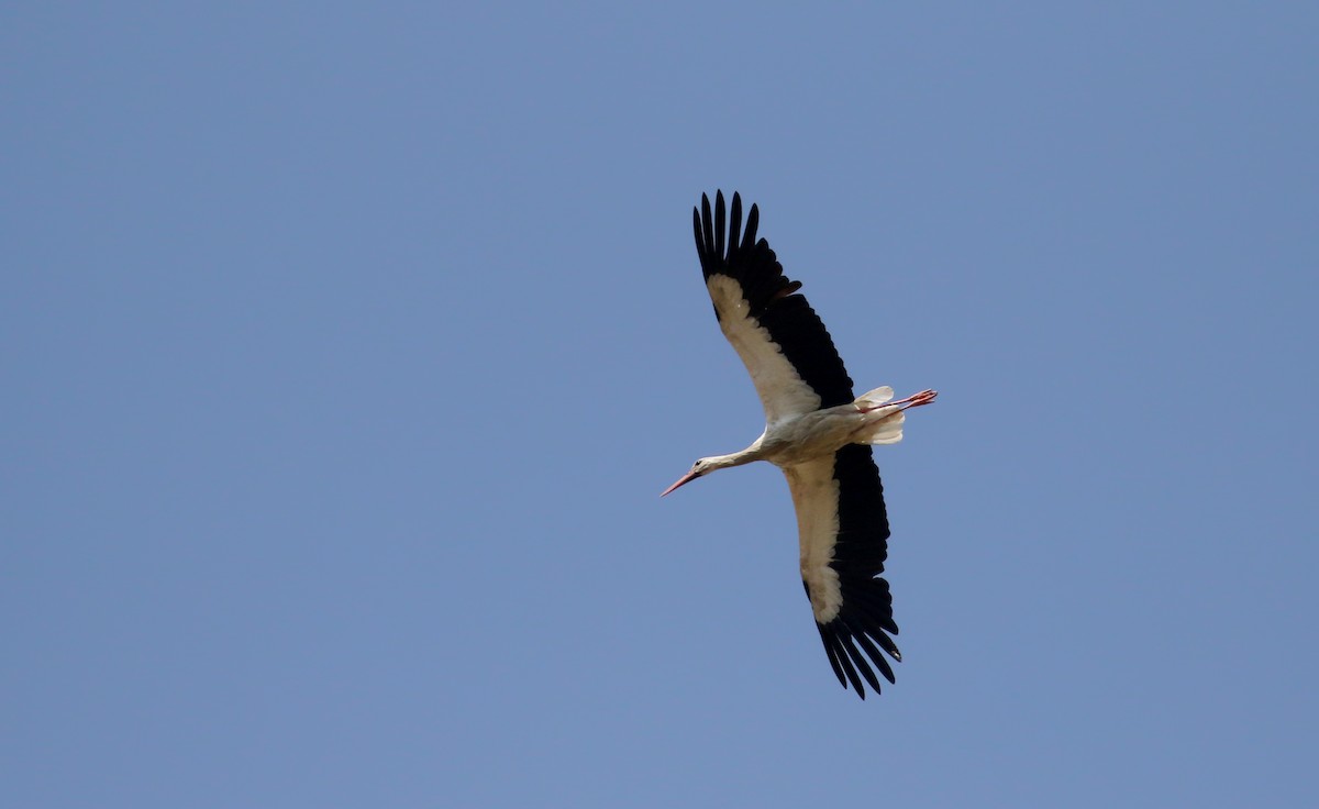 White Stork - ML112680131