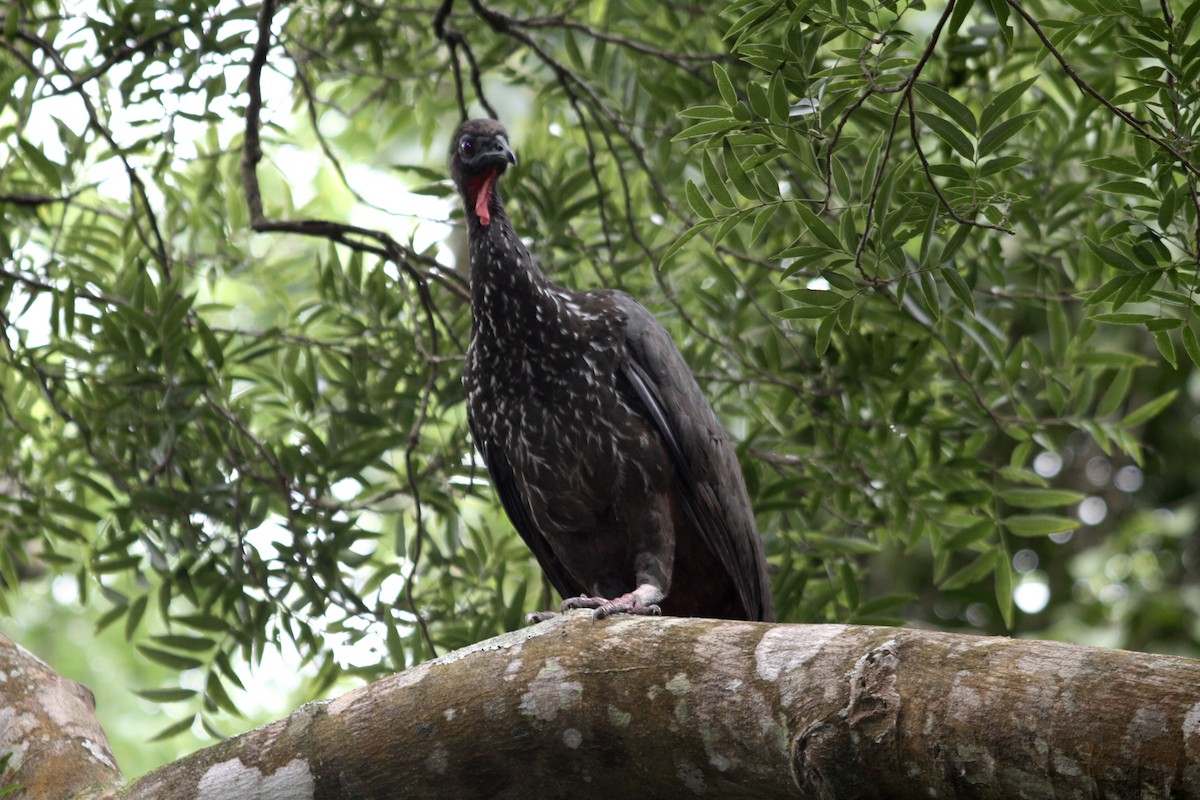 Crested Guan - ML112681271
