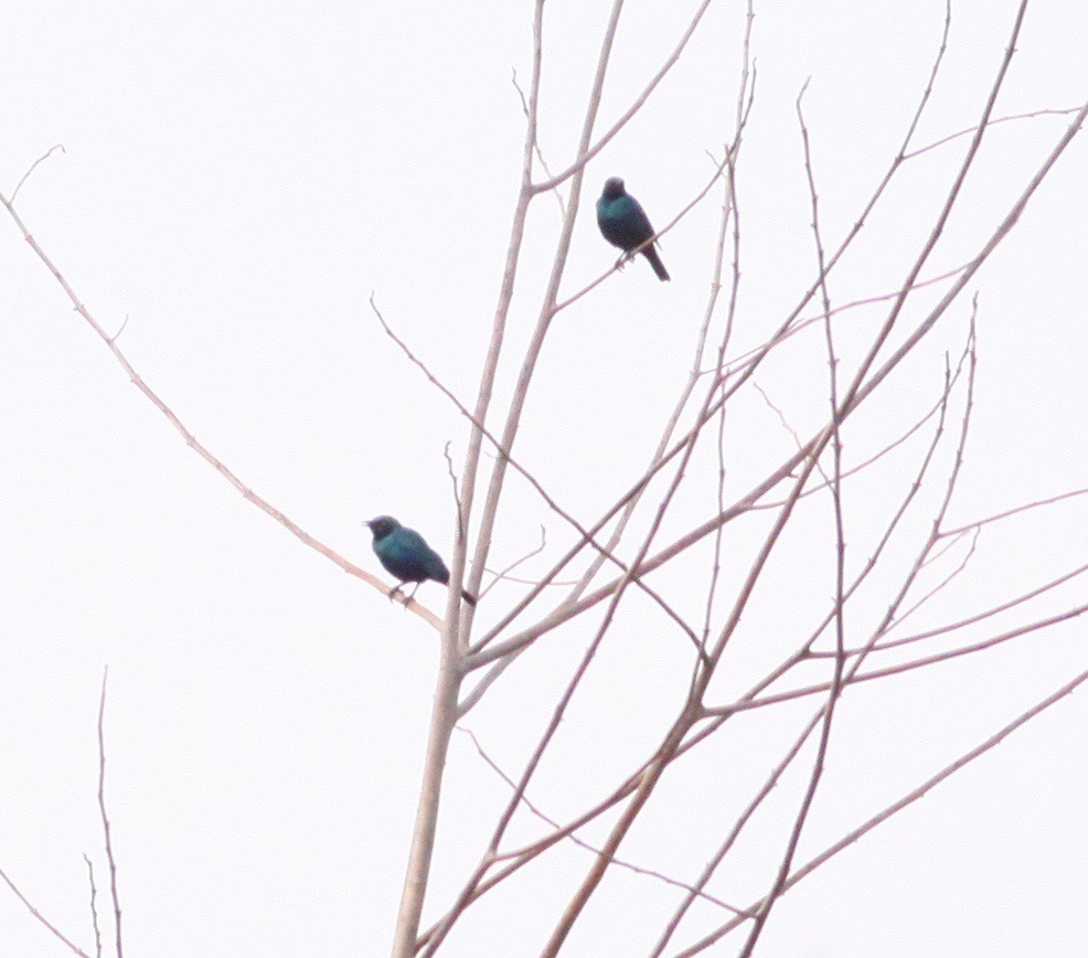 Lesser Blue-eared Starling (Lesser) - ML112682021