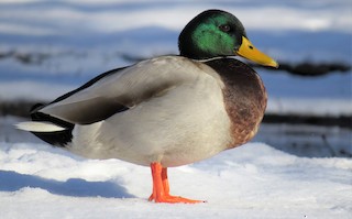  - Mallard