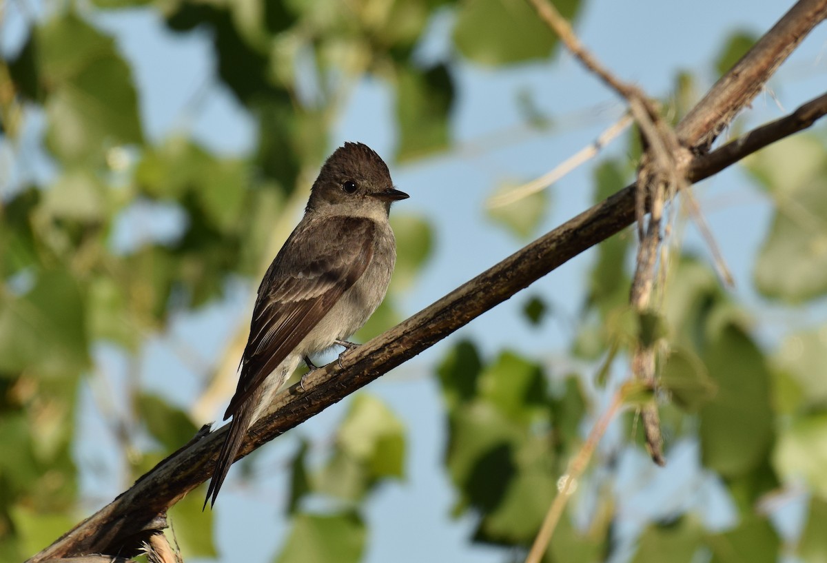 Western Wood-Pewee - Ryan O'Donnell