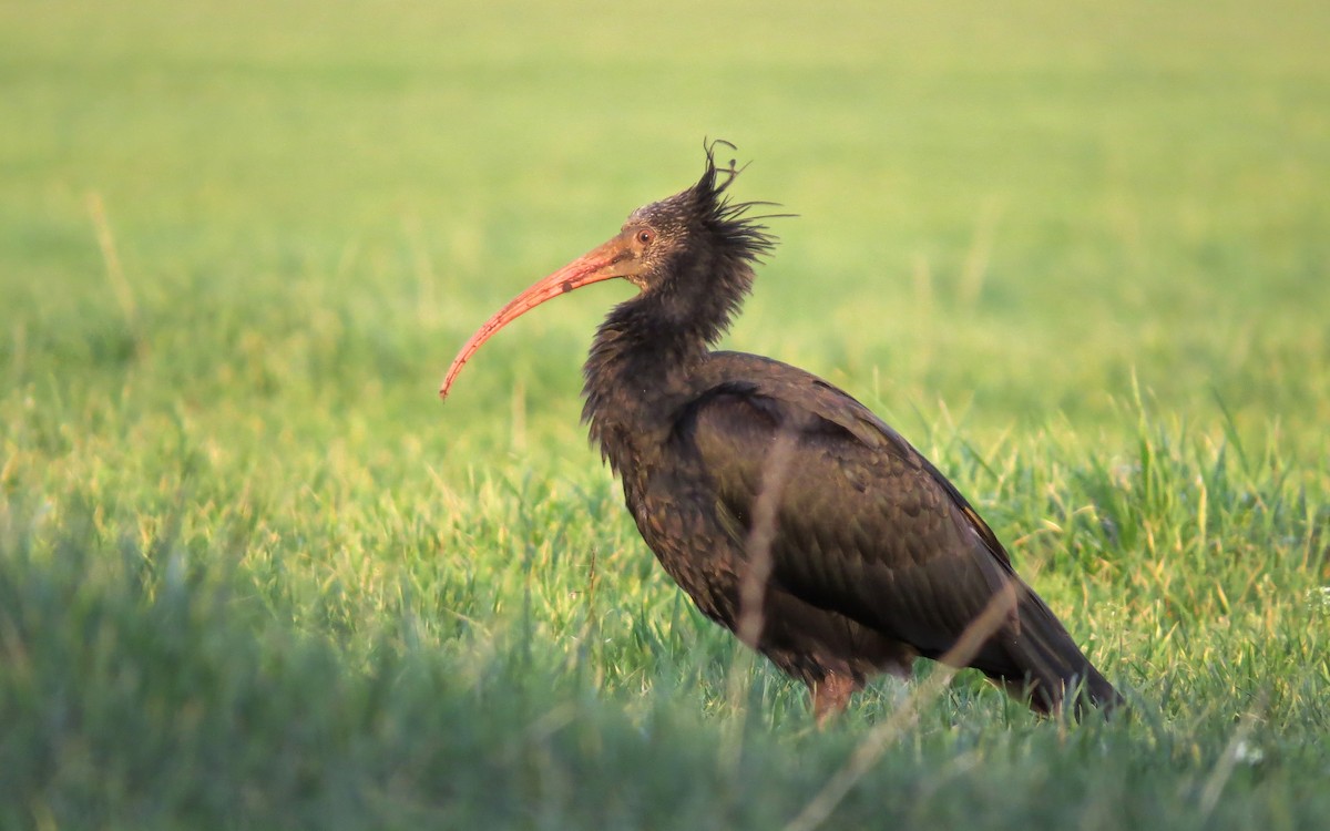 Northern Bald Ibis - John van Dort