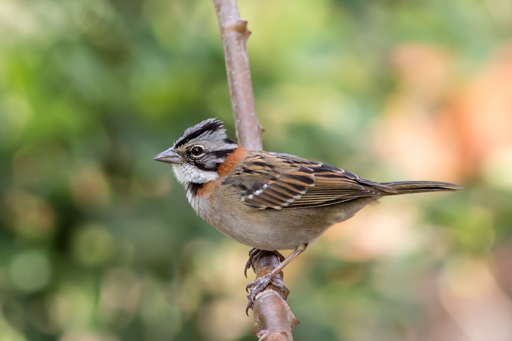 Rufous-collared Sparrow - Marcelo Feliti