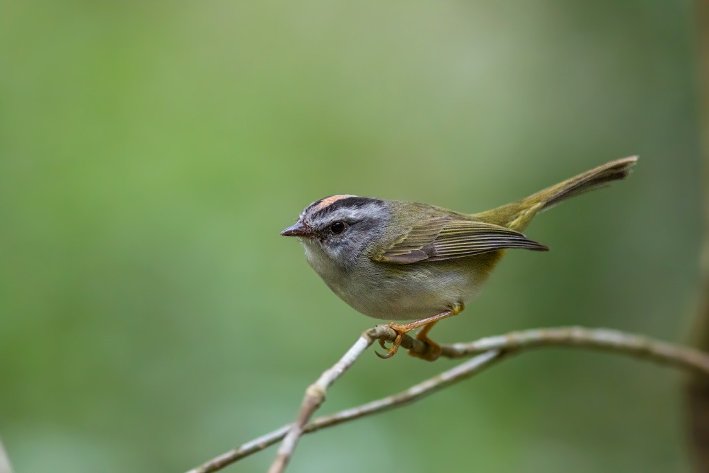 Golden-crowned Warbler (White-bellied) - ML112687101