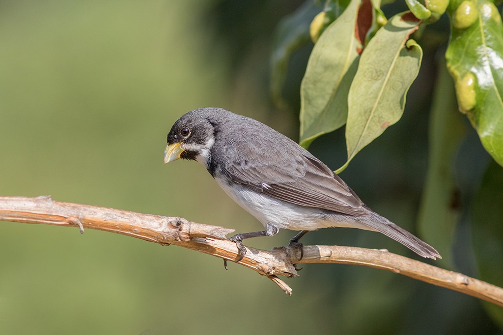 Double-collared Seedeater - ML112688911