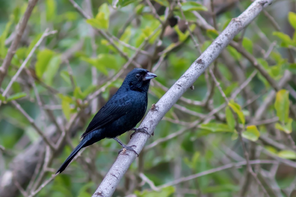 Ruby-crowned Tanager - ML112689501