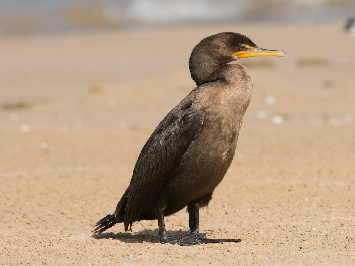 Double-crested Cormorant - T I