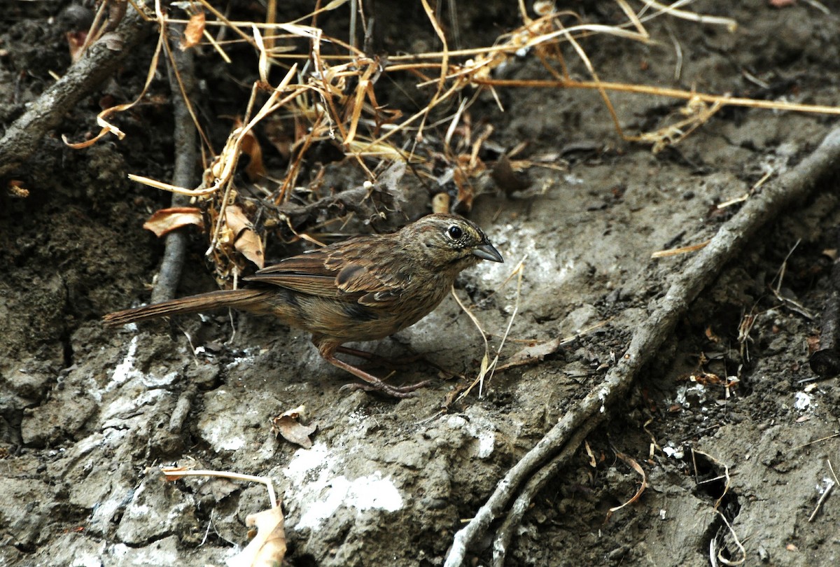 Rufous-crowned Sparrow - Murray Berner