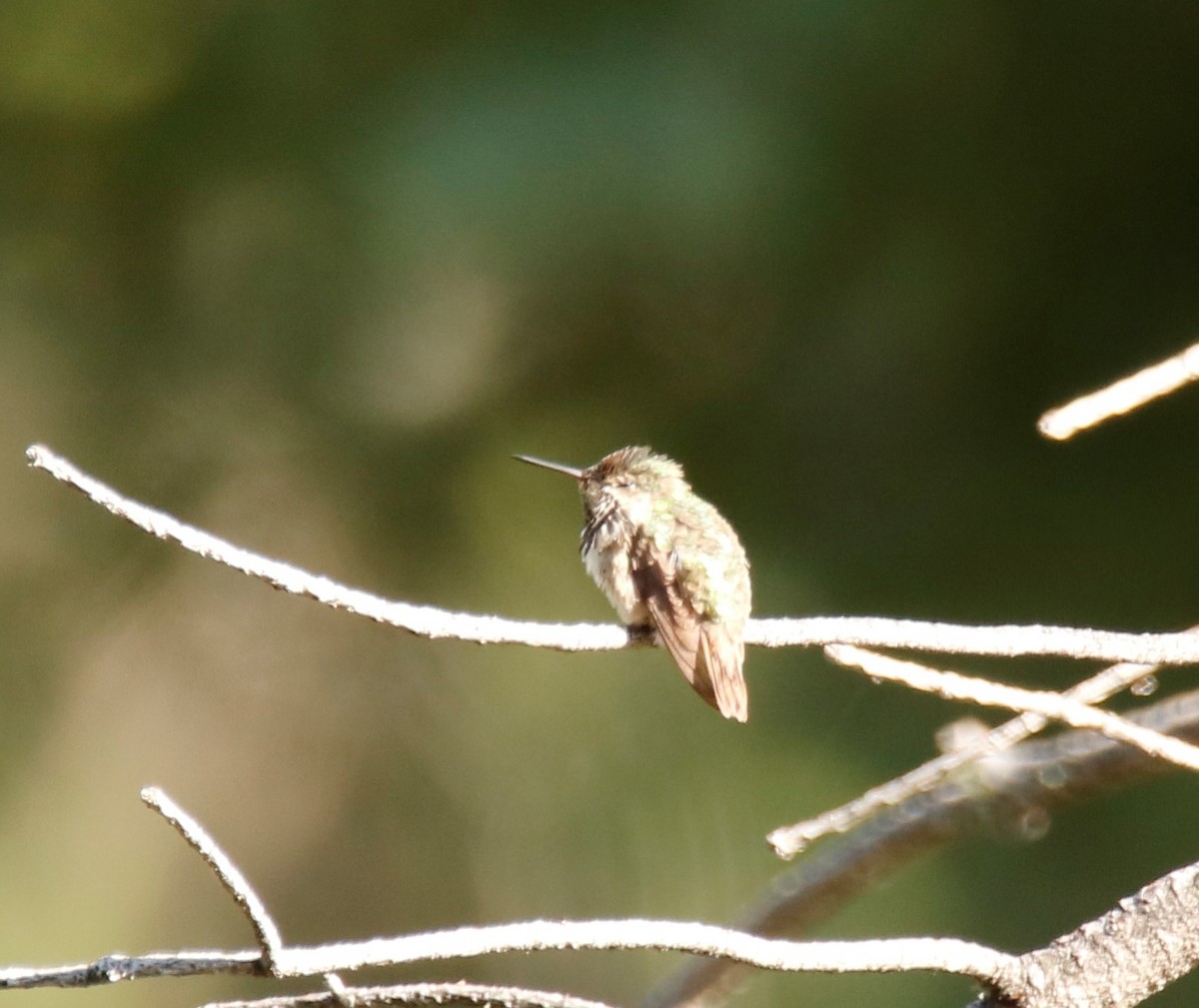 Calliope Hummingbird - ML112693101