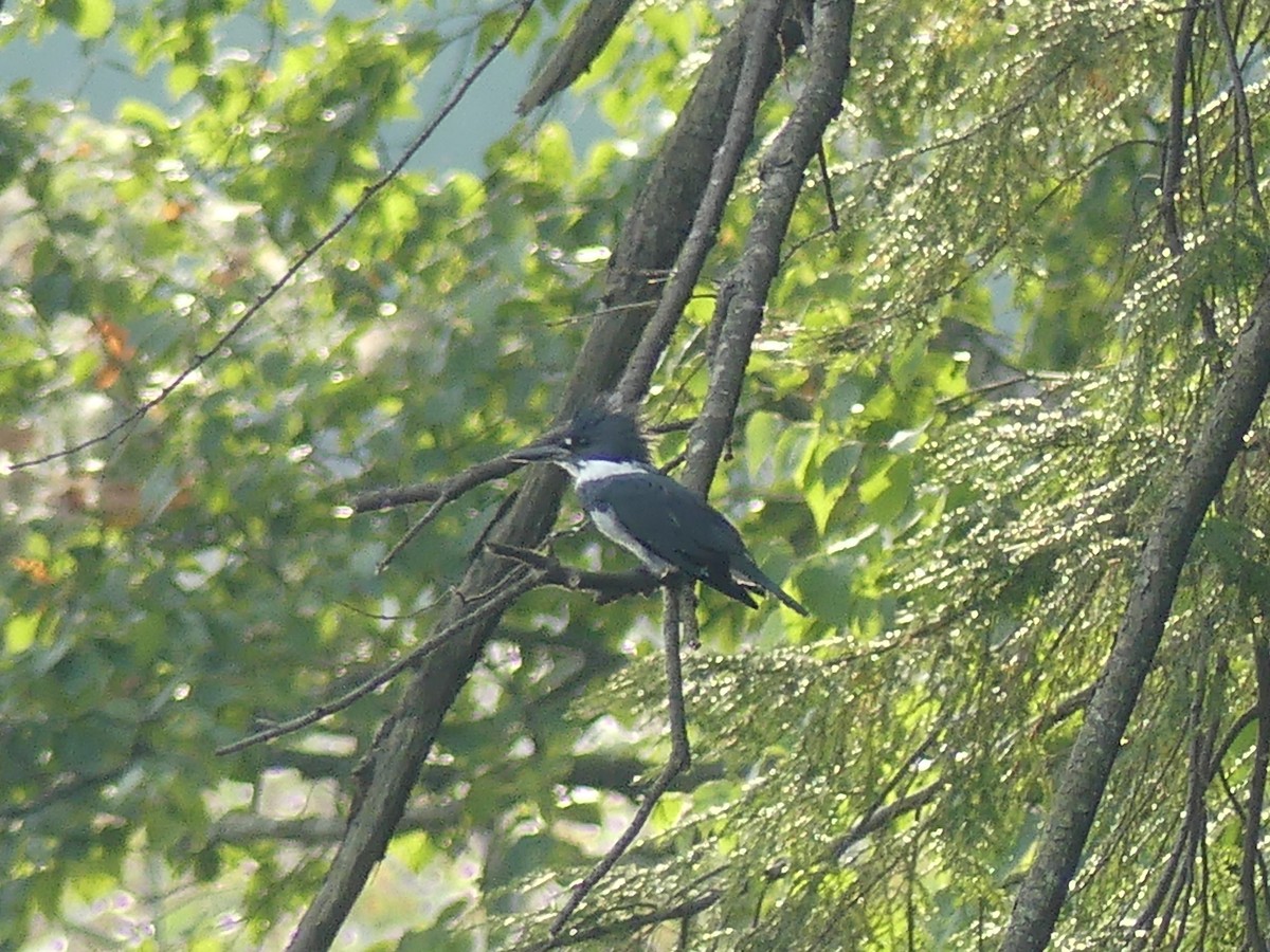 Belted Kingfisher - Paul Strong